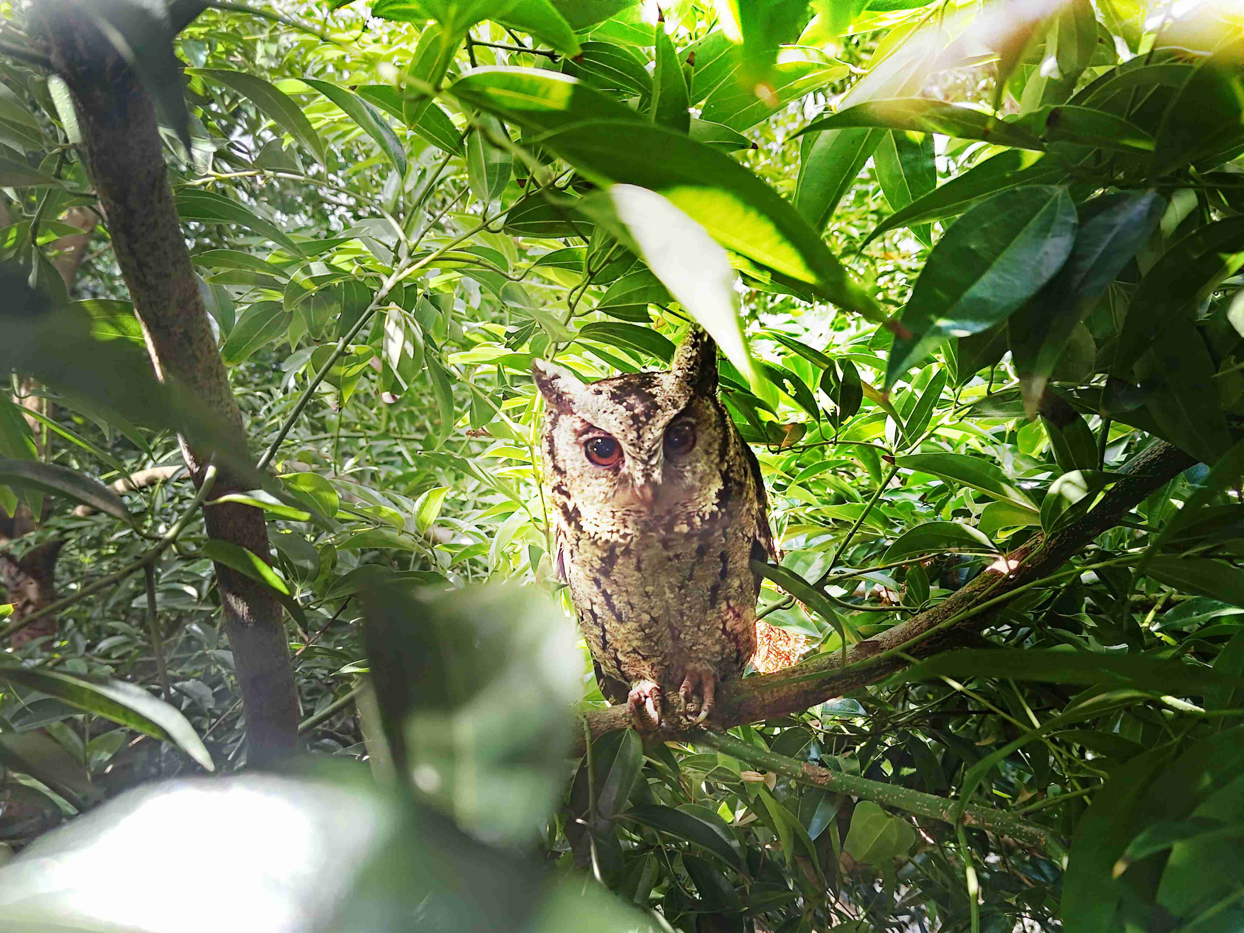 尊龙集团致力提倡净零绿生活，，，16年以来在全球各厂区植树逾百万棵，，造就各厂区树木蔚然成林，，，犹如森林工厂，，，，成为许多生物的栖息地